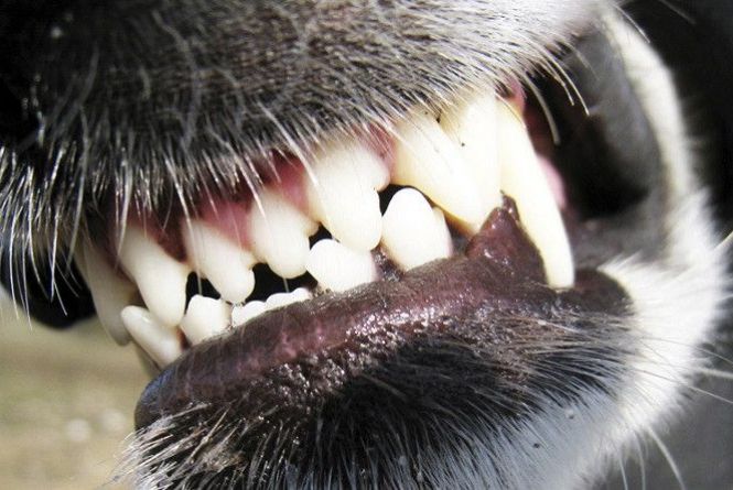 Новини Вінниці - фото з Важливе за вчора. Найцікавіші новини 10 серпня, які ви могли пропустити На П’ятничанах скажена собака покусала людей. У мікрорайоні ввели тимчасові обмеження