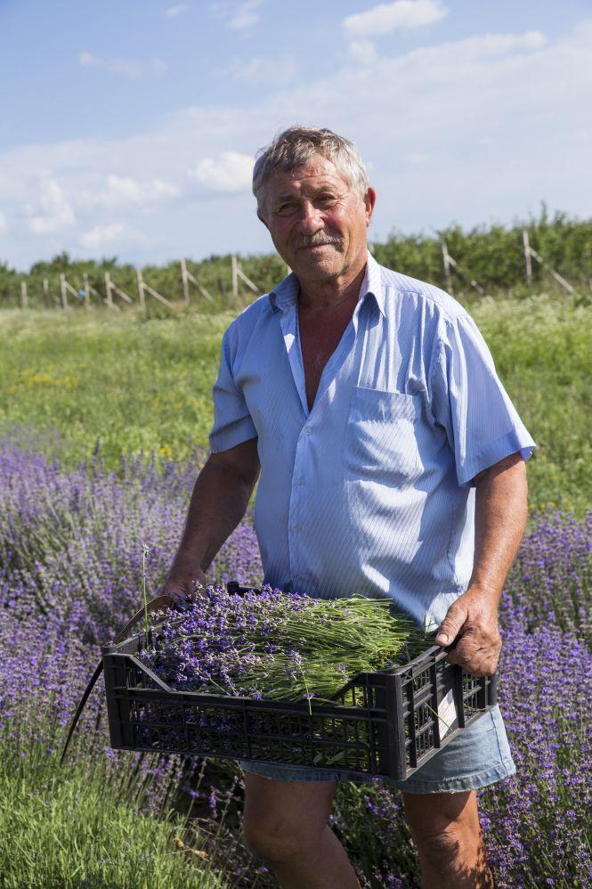 Новини Вінниці - фото з Лавандову олію будуть робити в Ладижині. Запашні квіти завезли на переробку Лавандову олію будуть робити в Ладижині. Запашні квіти завезли на переробку, фото №4 на сайті 20minut.ua