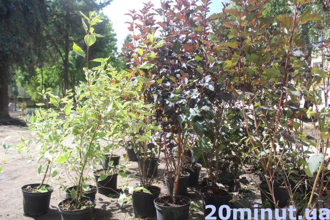 Новини Тернополя - фото з На вулиці Качали у новому трансфер-містечку висаджують дерева (ФОТО ДНЯ) На вулиці Качали у новому трансфер-містечку висаджують дерева (ФОТО ДНЯ), фото №2 на сайті 20minut.ua