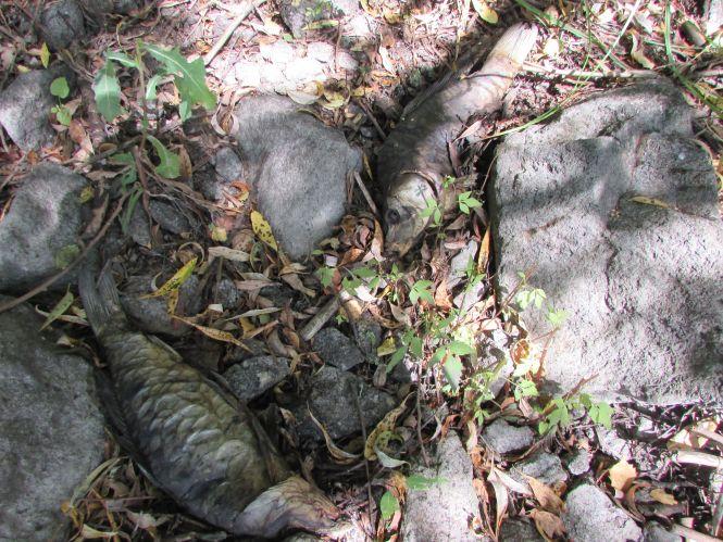 Конфлікт на рівному місці. Із-за риби в Верболозах посварилися любителі природи, фото №1 на сайті 20minut.ua