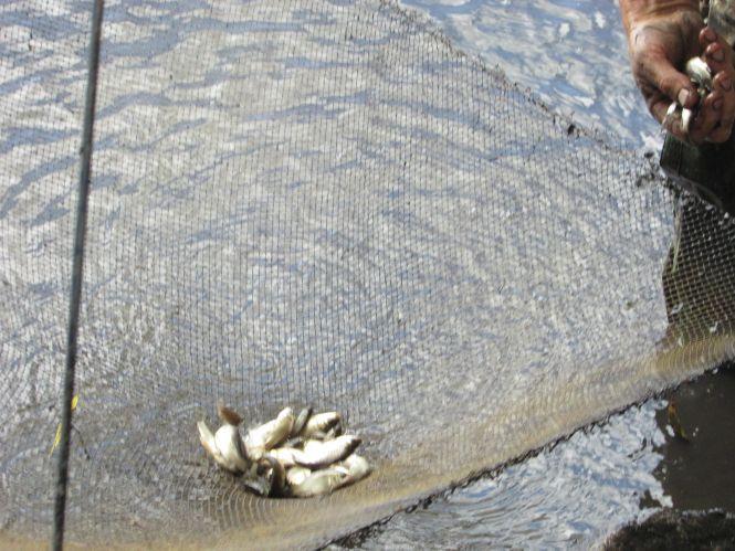 Конфлікт на рівному місці. Із-за риби в Верболозах посварилися любителі природи, фото №3 на сайті 20minut.ua