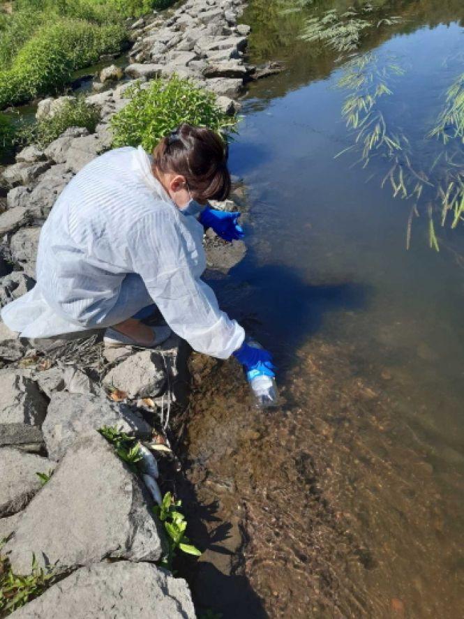 У Збручі на Хмельниччині зафіксували мор риби, фото №1 на сайті vsim.ua