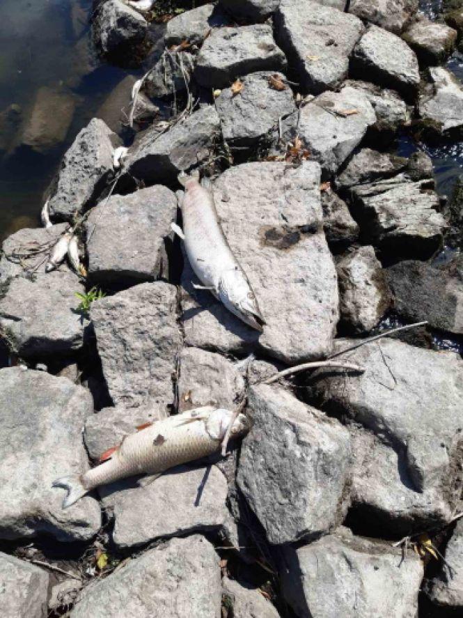 У Збручі на Хмельниччині зафіксували мор риби, фото №3 на сайті vsim.ua