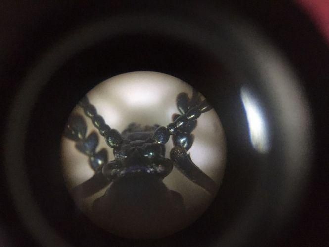 Глянути на світ у деталях. Що можна побачити на унікальній виставці з мікроскопами у Вінниці, фото №4 на сайті 20minut.ua