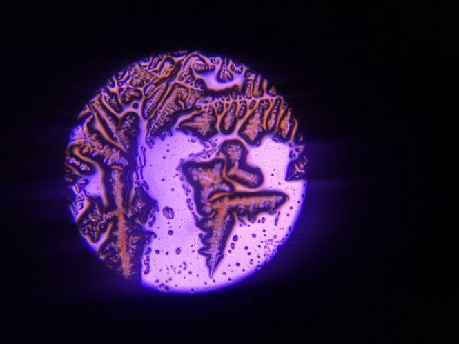 Глянути на світ у деталях. Що можна побачити на унікальній виставці з мікроскопами у Вінниці, фото №5 на сайті 20minut.ua