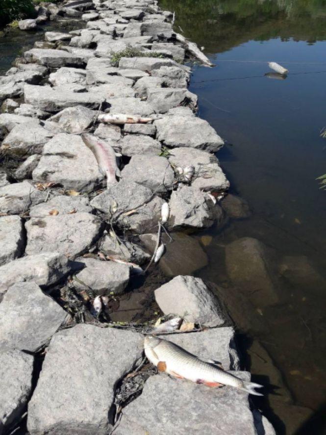 У Збручі на Хмельниччині зафіксували мор риби, фото №2 на сайті vsim.ua