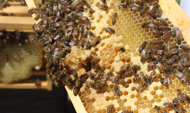 Корисні властивості маточного молочка (Новини компаній), фото №1 на сайті 20minut.ua