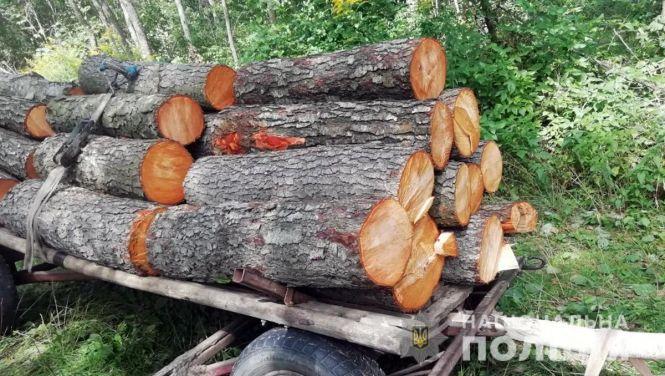 За добу поліцейські Житомирщини викрили три незаконні оборудки з лісом, фото №2 на сайті 20minut.ua