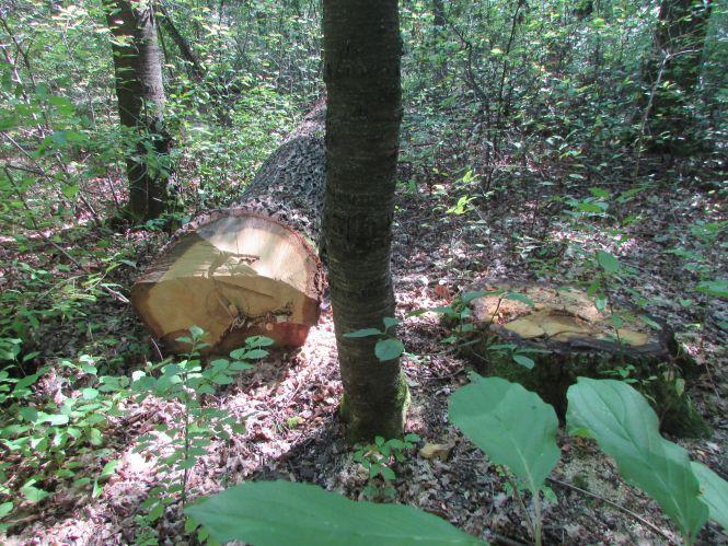Прогулянка Козятинщиною: небезпечний люк, сміття та хитрі лісоруби, фото №10 на сайті 20minut.ua