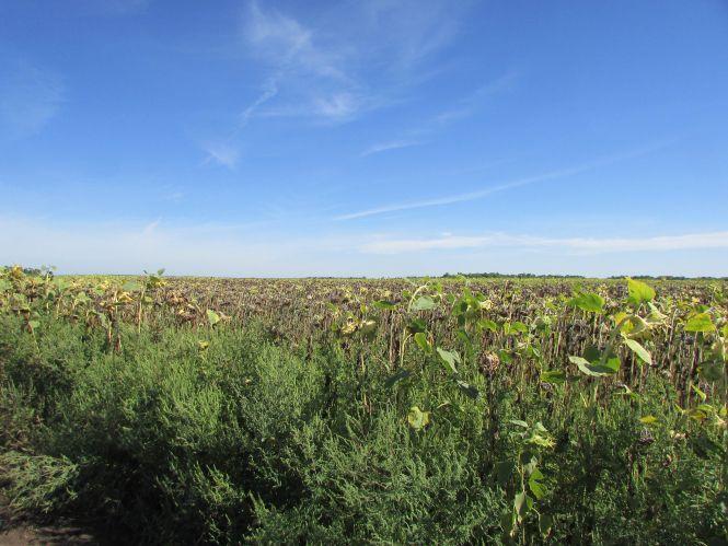 Прогулянка Козятинщиною: небезпечний люк, сміття та хитрі лісоруби, фото №9 на сайті 20minut.ua