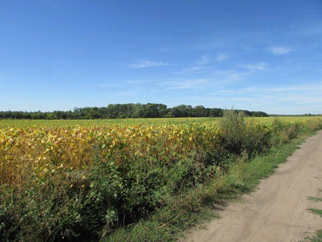 Прогулянка Козятинщиною: небезпечний люк, сміття та хитрі лісоруби, фото №15 на сайті 20minut.ua