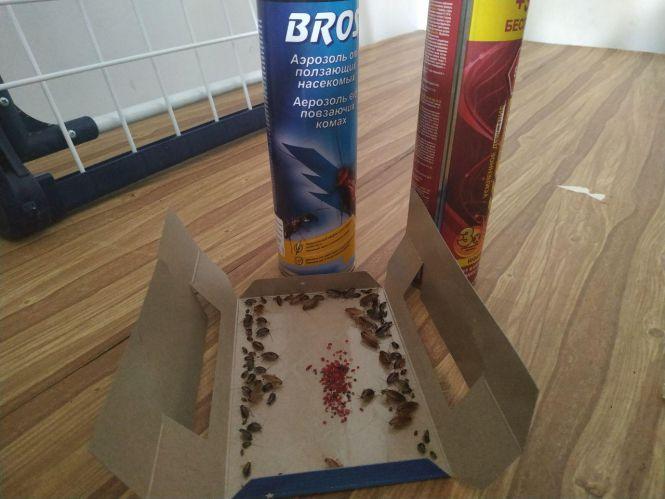 Новини Тернополя - фото з Квартира чи гуртожиток: що обрати студенту ? Плюси та мінуси різних варіантів житла: ми порівняли Квартира чи гуртожиток: що обрати студенту ? Плюси та мінуси різних варіантів житла: ми порівняли, фото №1 на сайті 20minut.ua