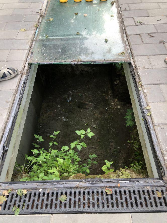 Новини Житомира - фото з У житомирському підземеллі вирізали дерева, які встигли там вирости за 3 роки. ФОТО У житомирському підземеллі вирізали дерева, які встигли там вирости за 3 роки. ФОТО, фото №4 на сайті 20minut.ua