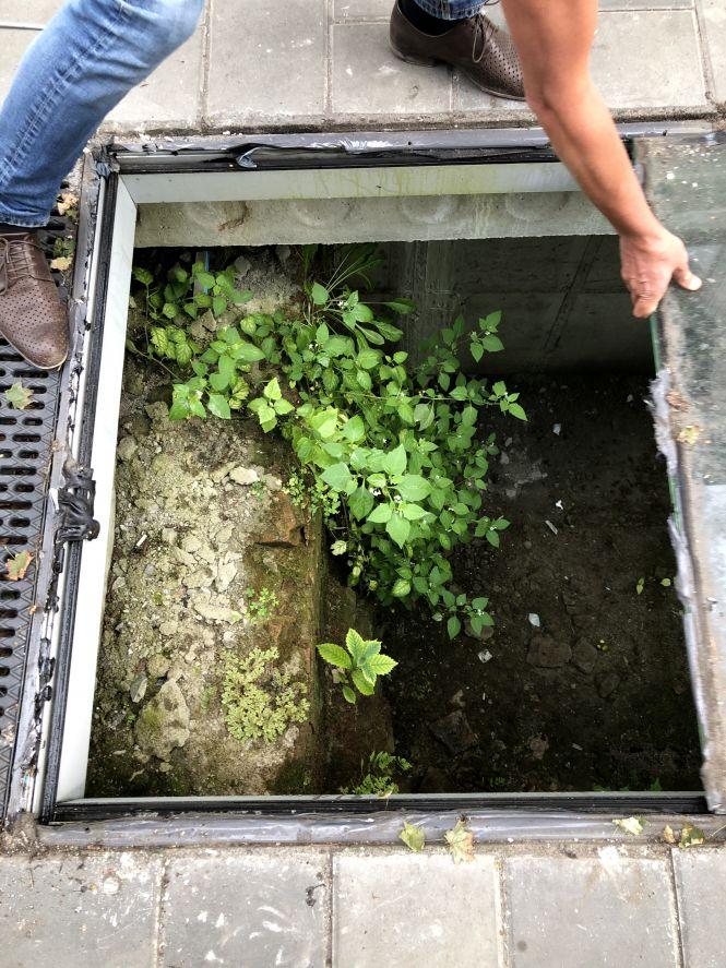 Новини Житомира - фото з У житомирському підземеллі вирізали дерева, які встигли там вирости за 3 роки. ФОТО У житомирському підземеллі вирізали дерева, які встигли там вирости за 3 роки. ФОТО, фото №3 на сайті 20minut.ua