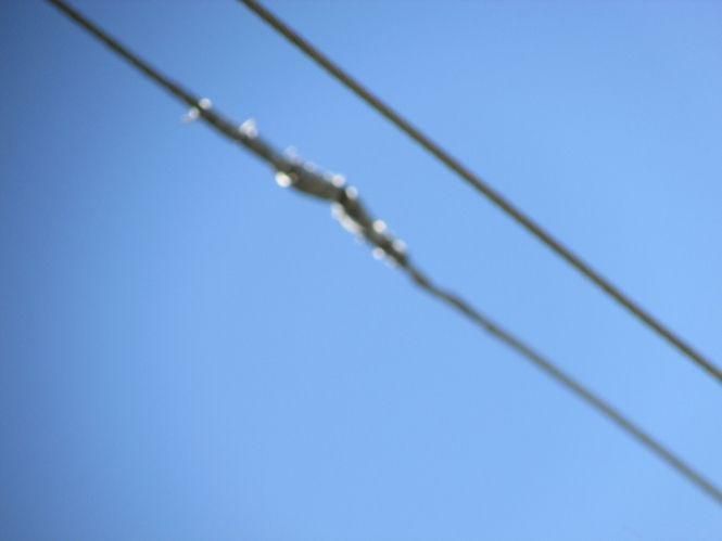 У Махнівці від електроструму загинула корова. Можливо вона врятувала людське життя, фото №1 на сайті 20minut.ua