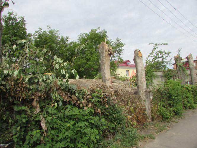 На Кошового, 58 зрізали аварійні дерева та замінили покрівлю даху, фото №2 на сайті 20minut.ua