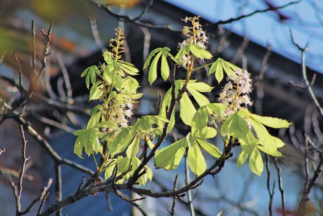 ФОТО ДНЯ: у вересні зацвіли вінницькі каштани