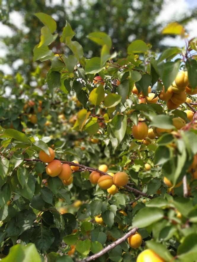 Новини Тернополя - фото з Три роки жили лише на гречці: незвична історія родини з Тернопільщини Три роки жили лише на гречці: незвична історія родини з Тернопільщини, фото №4 на сайті 20minut.ua