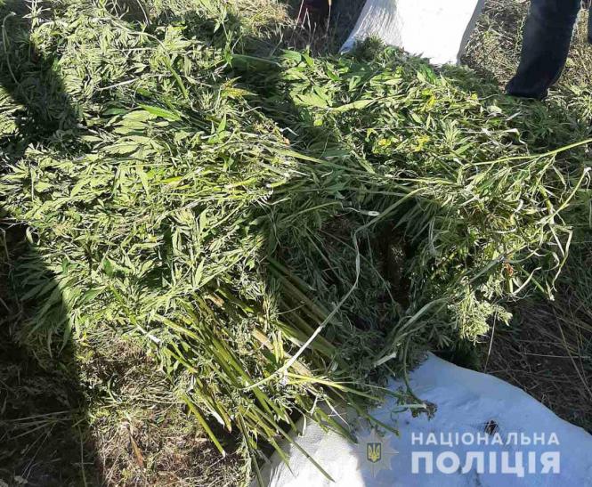 Новини Житомира - фото з В Андрушівському районі поліцейськізупинили мотоцикліста з 50-ма кілограмами  коноплі В Андрушівському районі поліцейськізупинили мотоцикліста з 50-ма кілограмами  коноплі, фото №1 на сайті 20minut.ua