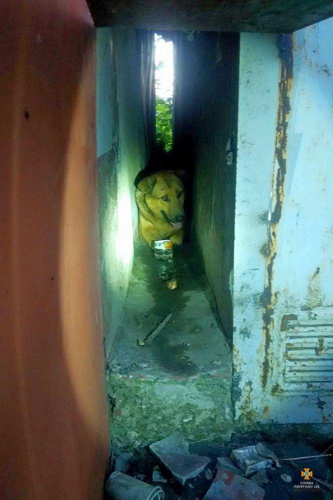 Новини Тернополя - фото з Щоб визволити собаку на вул. Довженка, тернополяни викликали рятувальників Щоб визволити собаку на вул. Довженка, тернополяни викликали рятувальників, фото №1 на сайті 20minut.ua