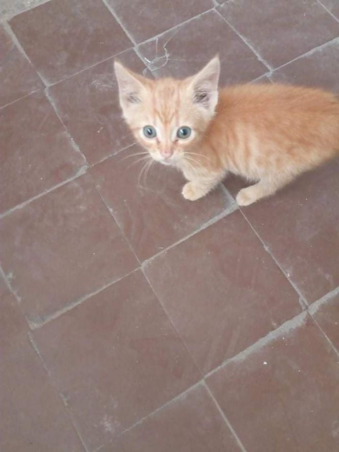 Кошенята й цуценя шукають господарів, фото №8 на сайті 20minut.ua