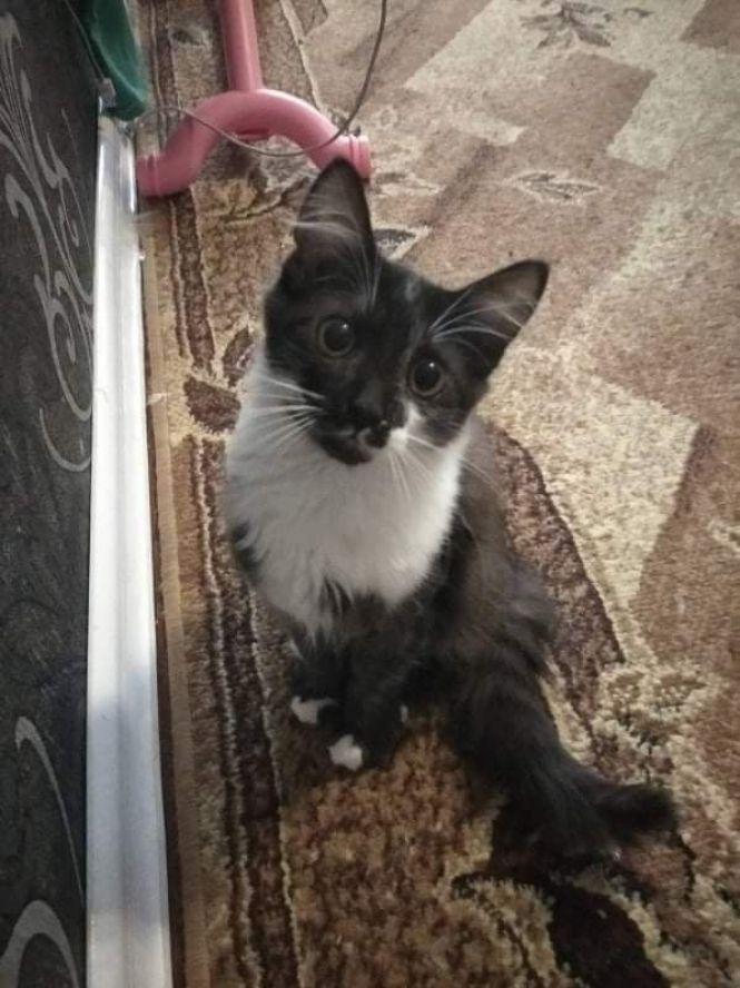 Кошенята й цуценя шукають господарів, фото №5 на сайті 20minut.ua