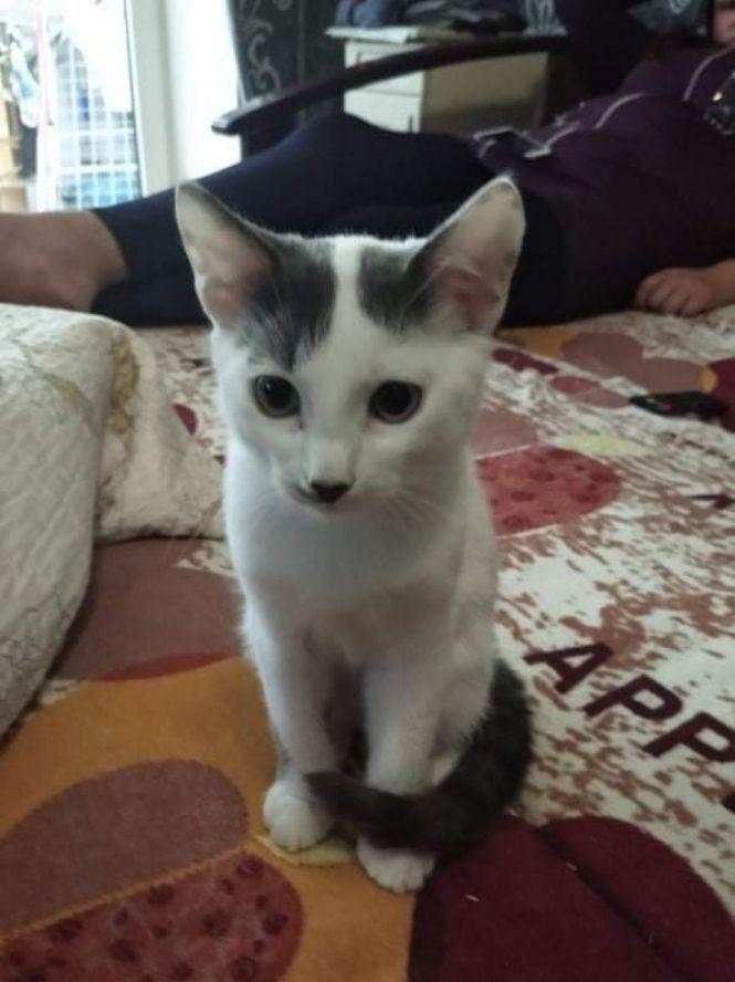 Кошенята й цуценя шукають господарів, фото №3 на сайті 20minut.ua