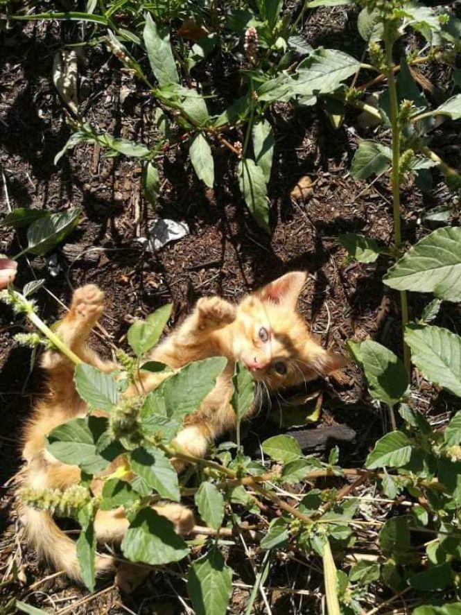 Кошенята й цуценя шукають господарів, фото №6 на сайті 20minut.ua