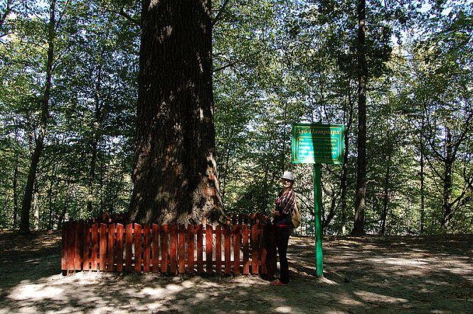 Новини Житомира - фото з Дубу Патріарху з Тригірського лісництва виповнюється 600 років Дубу Патріарху з Тригірського лісництва виповнюється 600 років, фото №1 на сайті 20minut.ua