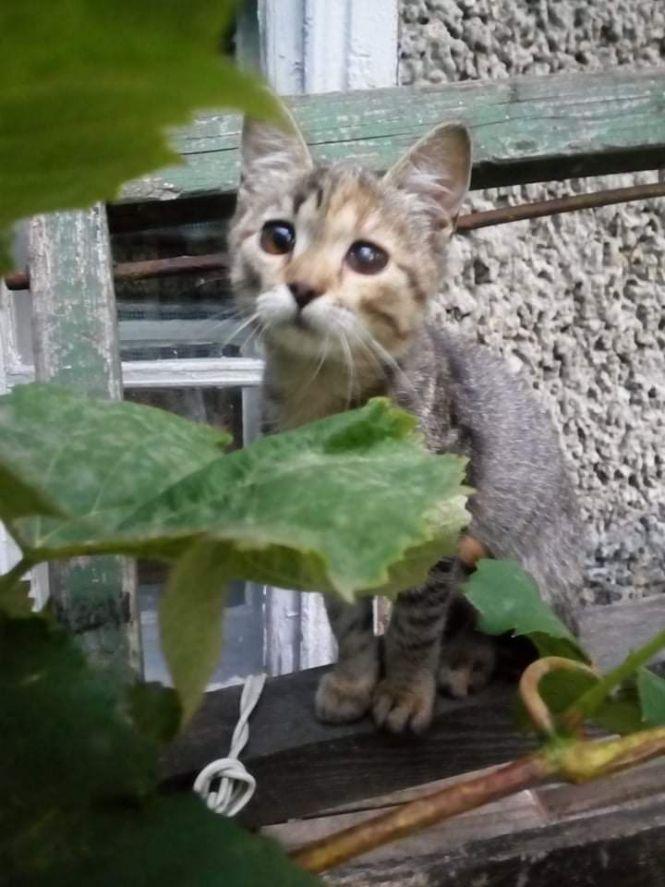 Кошенята й цуценя шукають господарів, фото №2 на сайті 20minut.ua