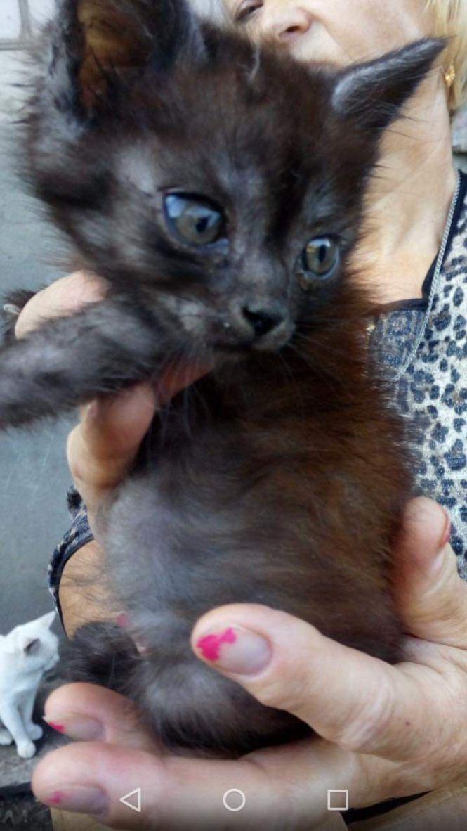 Кошенята й цуценя шукають господарів, фото №4 на сайті 20minut.ua