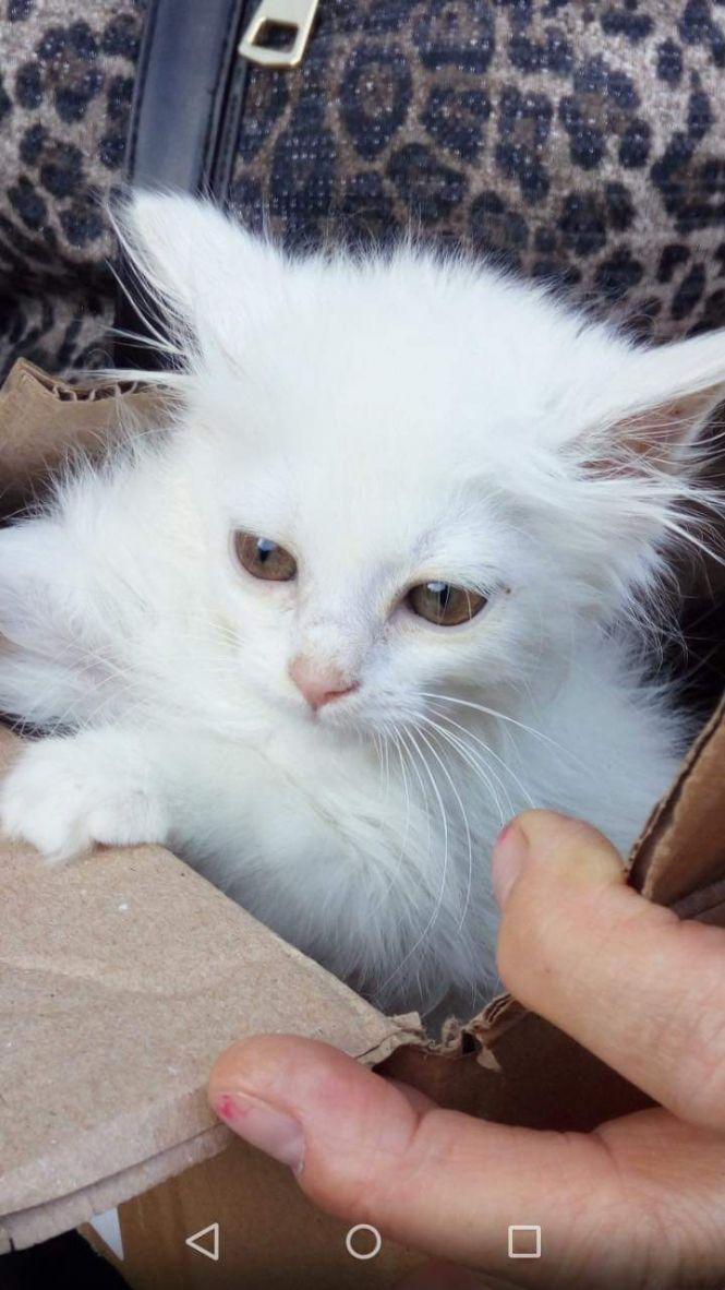 Кошенята й цуценя шукають господарів, фото №1 на сайті 20minut.ua