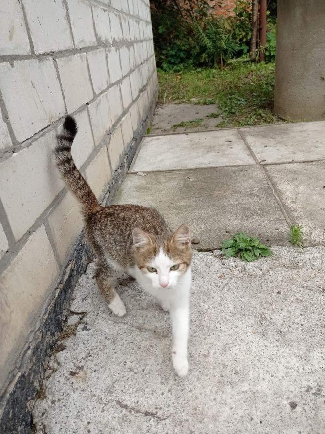 Кошенята й цуценя шукають господарів, фото №7 на сайті 20minut.ua