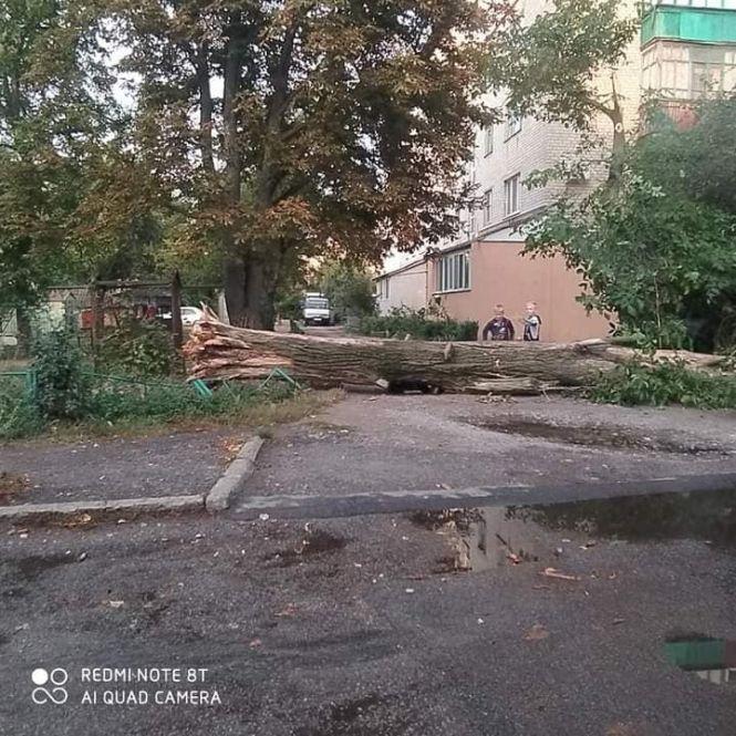 У центрі Козятина впало дерево, фото №3 на сайті 20minut.ua