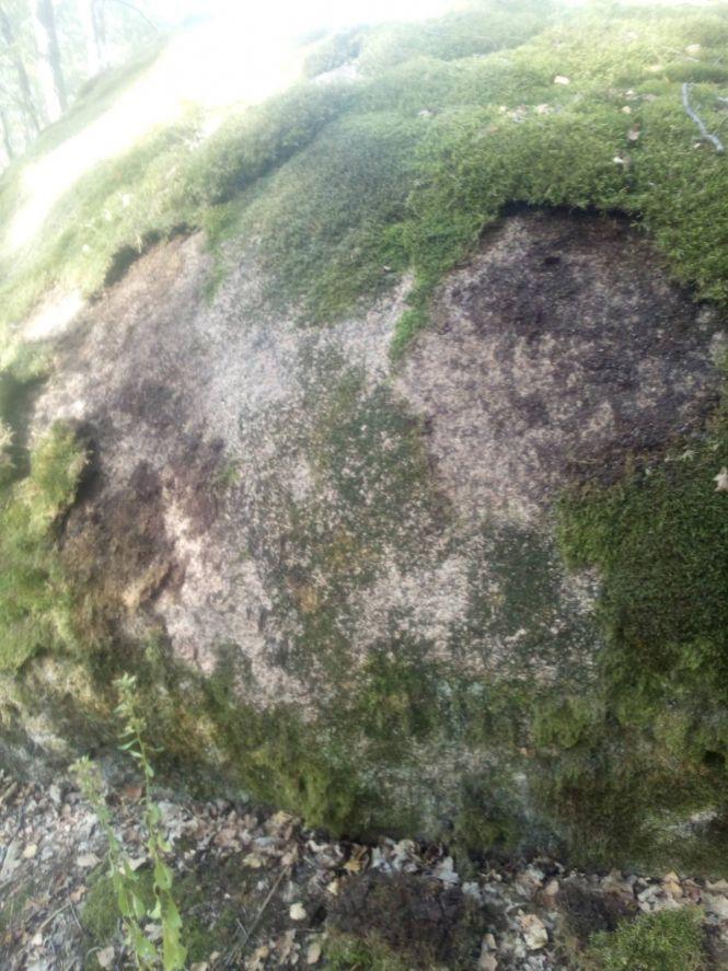 У заказнику «Камінне село» зловмисники зрізали мох з каменів: на відновлення потрібні роки, фото №3 на сайті 20minut.ua