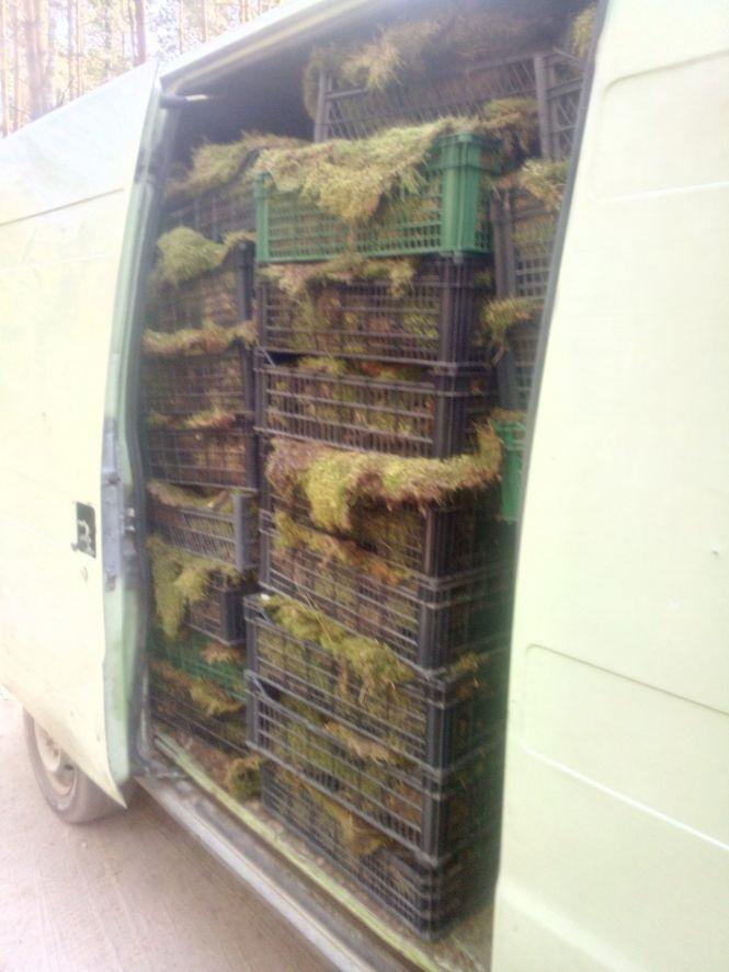 У заказнику «Камінне село» зловмисники зрізали мох з каменів: на відновлення потрібні роки, фото №2 на сайті 20minut.ua