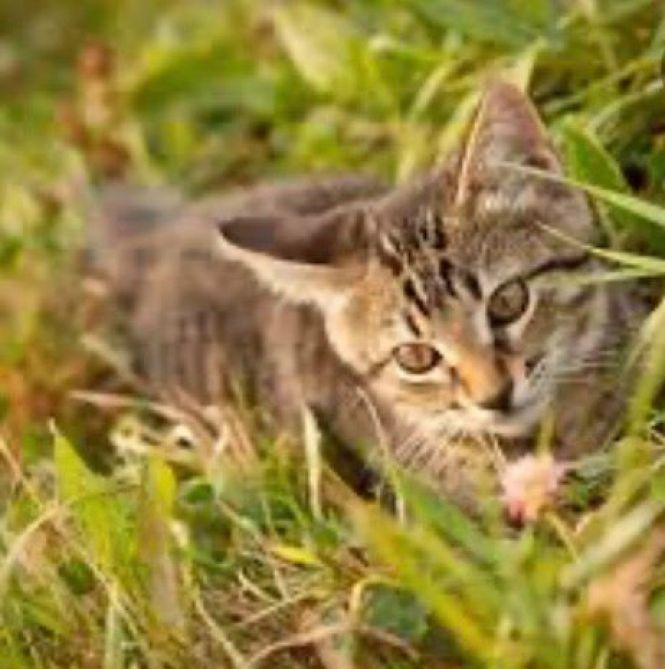 Безкоштовно віддають тваринок, фото №8 на сайті 20minut.ua