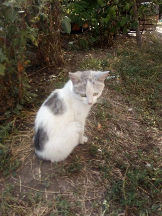 Безкоштовно віддають тваринок, фото №6 на сайті 20minut.ua