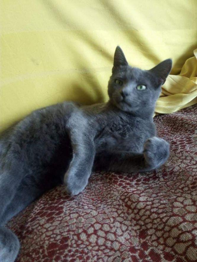 Безкоштовно віддають тваринок, фото №7 на сайті 20minut.ua