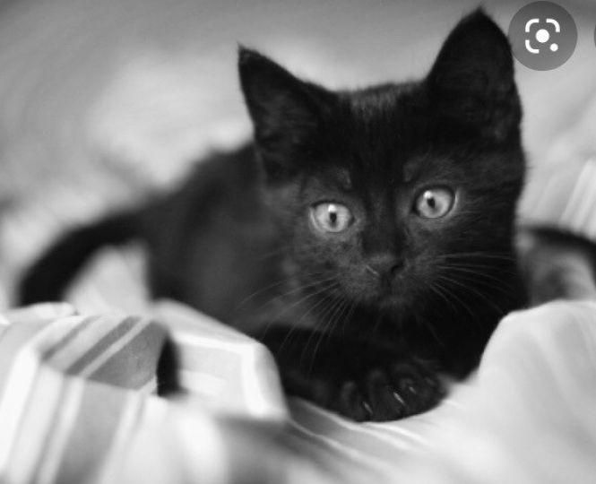 Безкоштовно віддають тваринок, фото №1 на сайті 20minut.ua