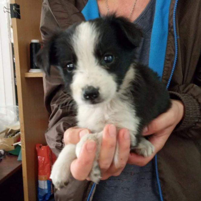 Безкоштовно віддають тваринок, фото №3 на сайті 20minut.ua