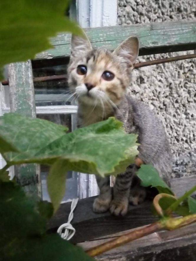 Безкоштовно віддають тваринок, фото №2 на сайті 20minut.ua