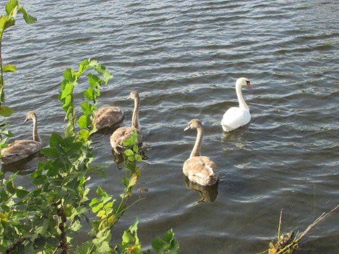 Новини Козятина - фото з Прогулянка Козятинщиною завершилась у кабінеті начальника ЖКГ Прогулянка Козятинщиною завершилась у кабінеті начальника ЖКГ, фото №12 на сайті 20minut.ua