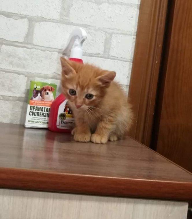 Безкоштовно віддають тваринок, фото №4 на сайті 20minut.ua