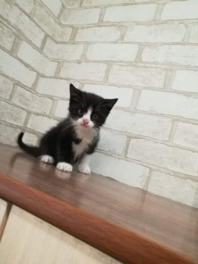 Безкоштовно віддають тваринок, фото №5 на сайті 20minut.ua