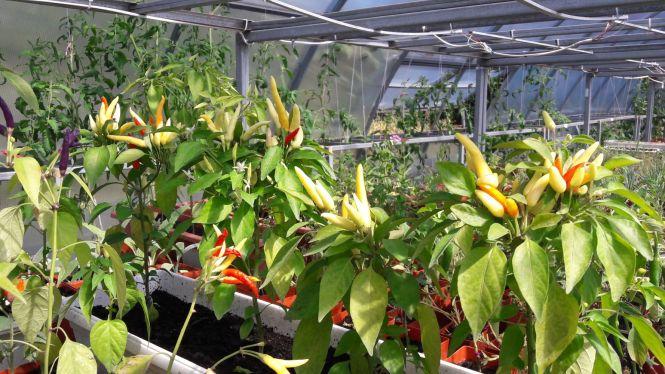 Новини Вінниці - фото з Унікальне тепличне господарство під Вінницею. Городину вирощує молодь з інвалідністю Унікальне тепличне господарство під Вінницею. Городину вирощує молодь з інвалідністю, фото №5 на сайті 20minut.ua