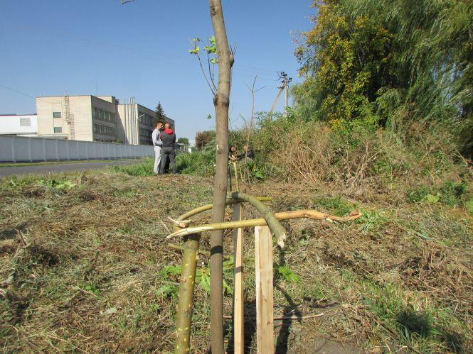 Як козятинчани робили своє місто зеленішим (ФОТО), фото №5 на сайті 20minut.ua