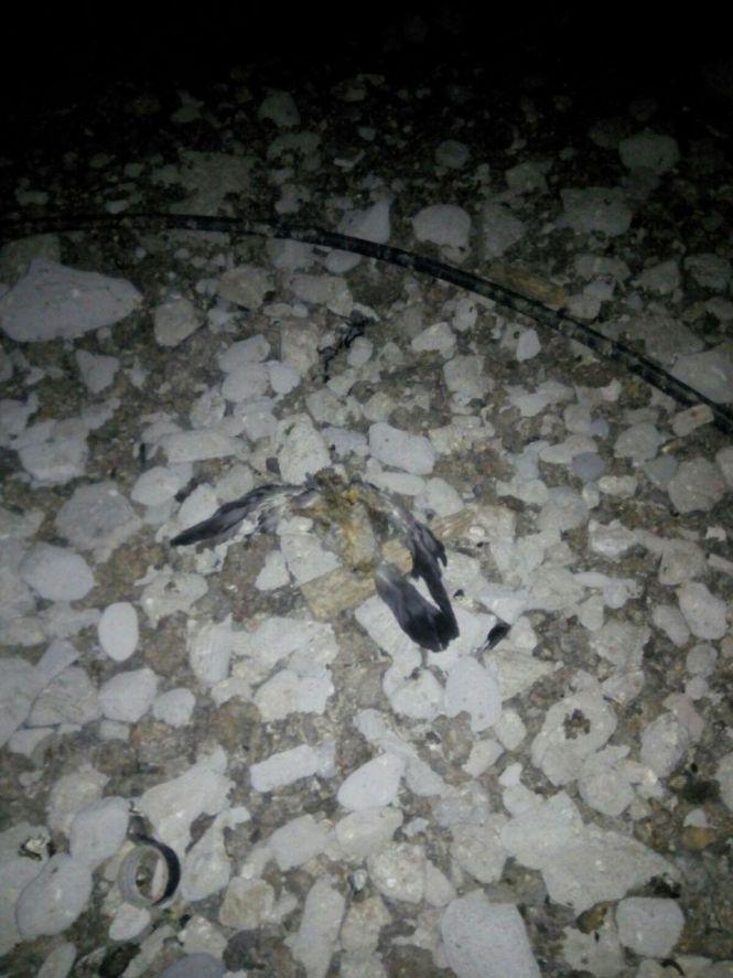 Новини Тернополя - фото з «За що ми платимо»: мешканці будинку на Тролейбусній скаржаться на неналежну роботу ЖЕКу «За що ми платимо»: мешканці будинку на Тролейбусній скаржаться на неналежну роботу ЖЕКу, фото №4 на сайті 20minut.ua