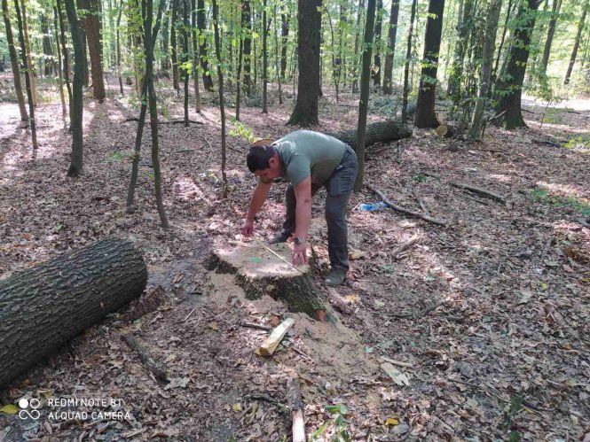 Новини Вінниці - фото з Дерева рубають — друзки летять, або як відбувається масове знищення лісів на Вінниччині Дерева рубають — друзки летять, або як відбувається масове знищення лісів на Вінниччині, фото №7 на сайті 20minut.ua