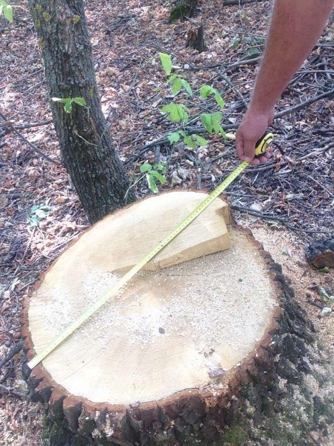 Новини Вінниці - фото з Дерева рубають — друзки летять, або як відбувається масове знищення лісів на Вінниччині Дерева рубають — друзки летять, або як відбувається масове знищення лісів на Вінниччині, фото №1 на сайті 20minut.ua